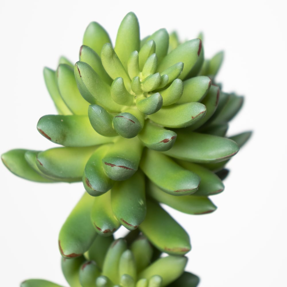 Branche de succulentes vertes artificielles, 12