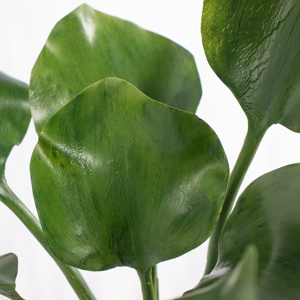 Aquatic plant, 18