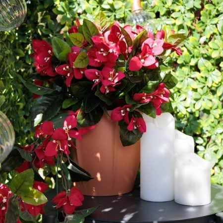 Bougainvillier en pot de culture, 22 x 12