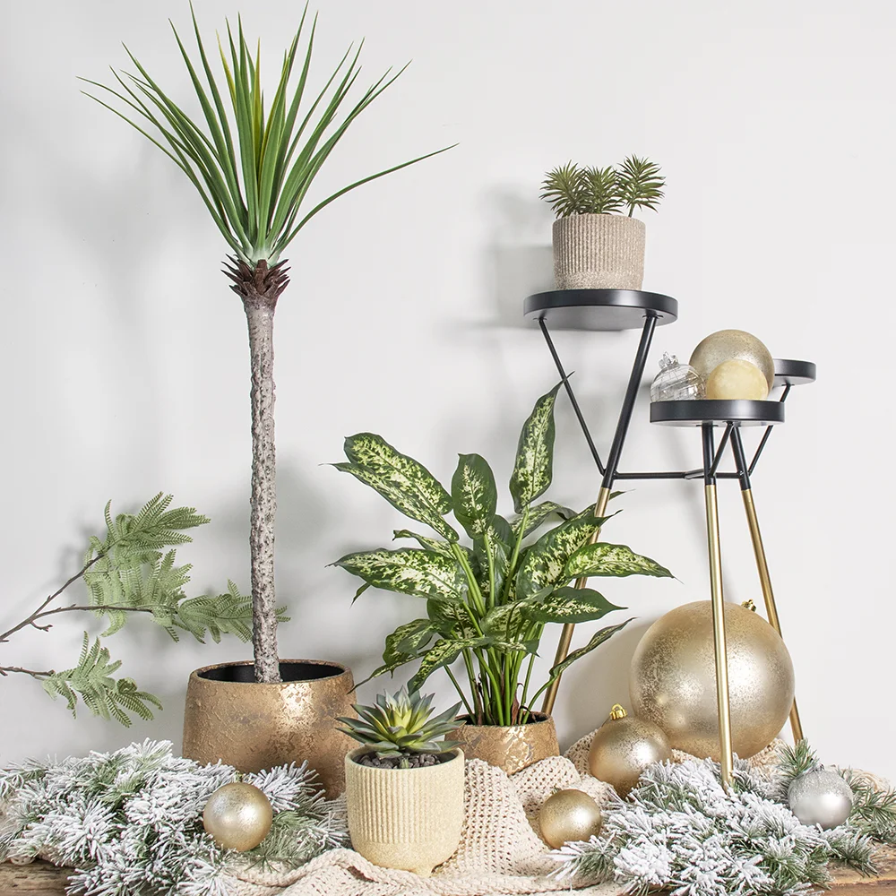 baumfreund philodendron Baumfreund kaufen | Philodendron scandens