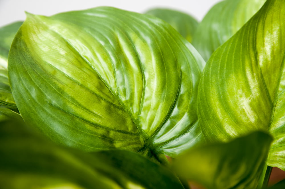 Artificial hosta houseplant, 22'' - Image 5 - Décors Véronneau