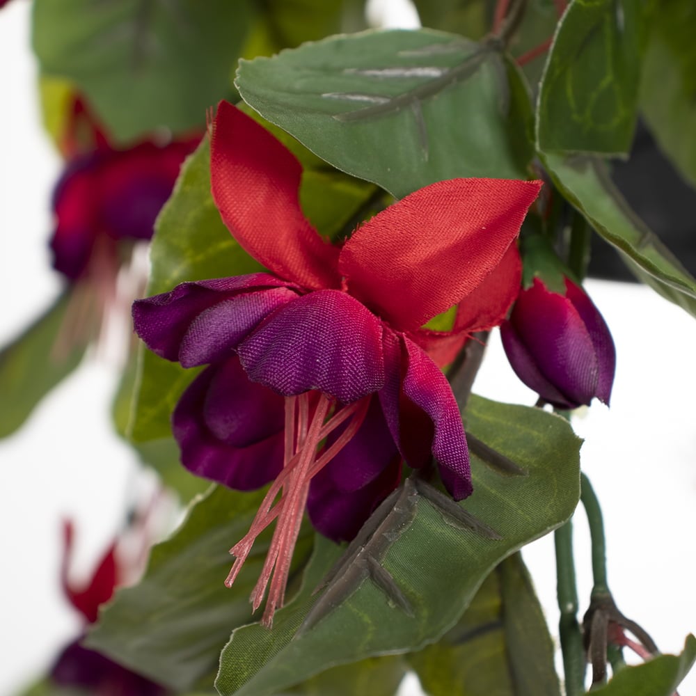 Outdoor hanging planter of fuchsias, 18 x 16