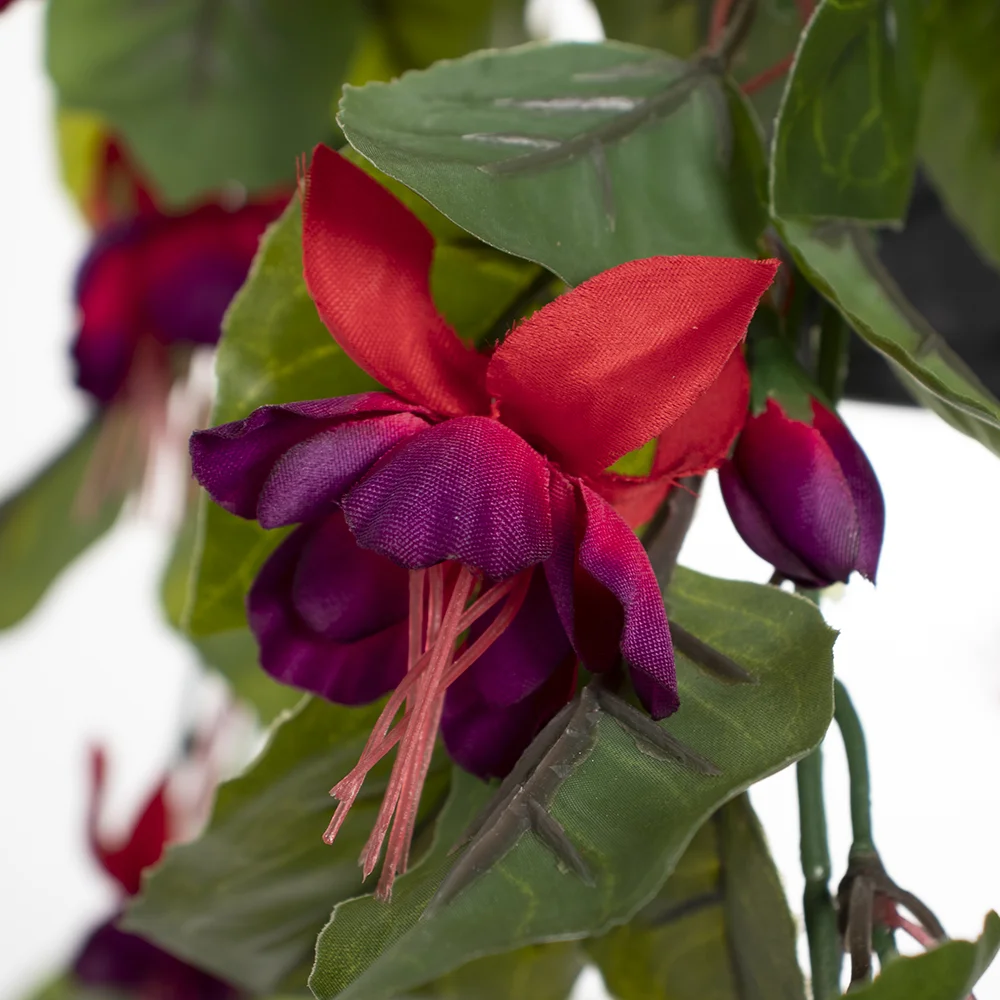 Outdoor hanging planter of fuchsias, 18 x 16