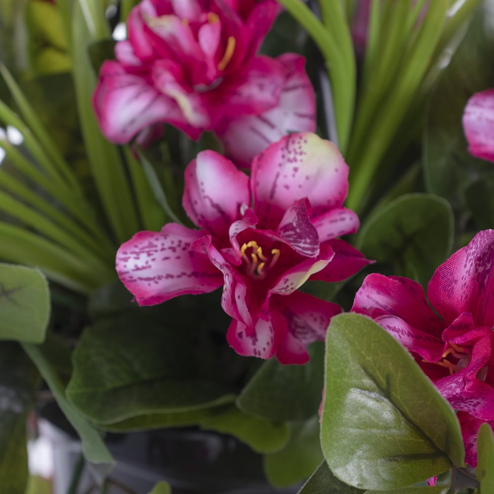 Outdoor hanging planter of pale pink azalea, 18 x 16