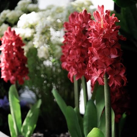 Fleur de jacinthe rouge artificielle, 16,5