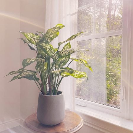 Plante artificielle dieffenbachia, 24'' - Décors Véronneau