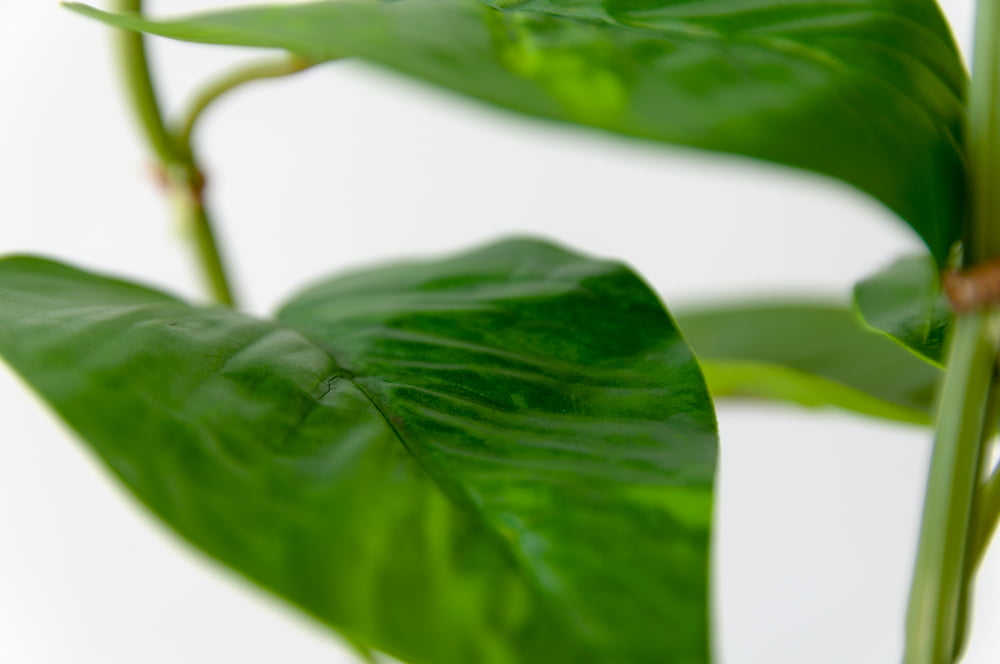 Variegated UV-resistant outdoor foliage, 30'' - Image 3 - Décors Véronneau