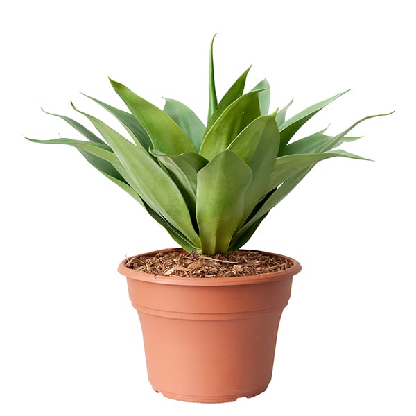 Plante artificielle agave en pot, 23