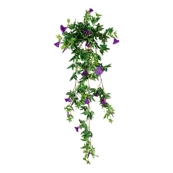 Hanging Morning Glory, 50