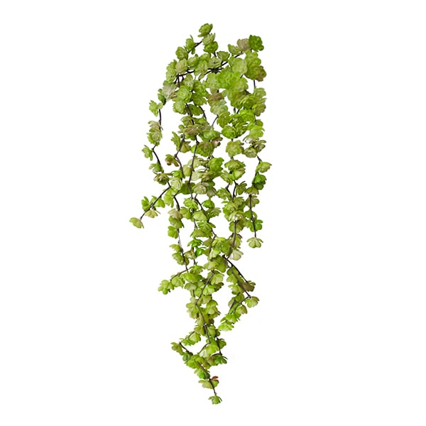 Bouquet de petites succulentes retombantes vertes, 22