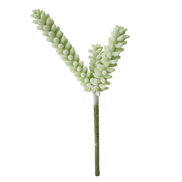 Cactus vert-jaune sur tige, 11