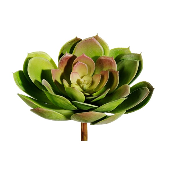Echeveria deux tons, 9