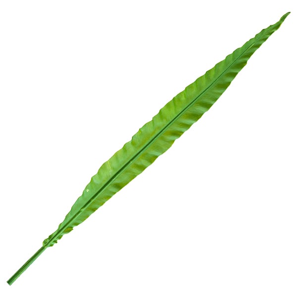 Feuillage sur tige 25