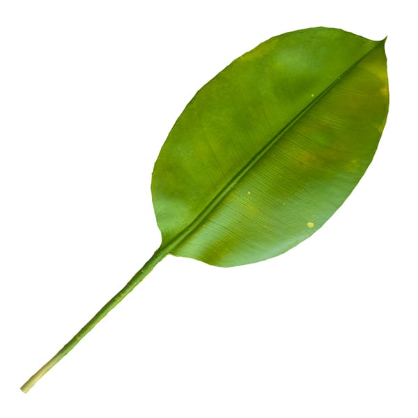 Feuillage sur tige 26