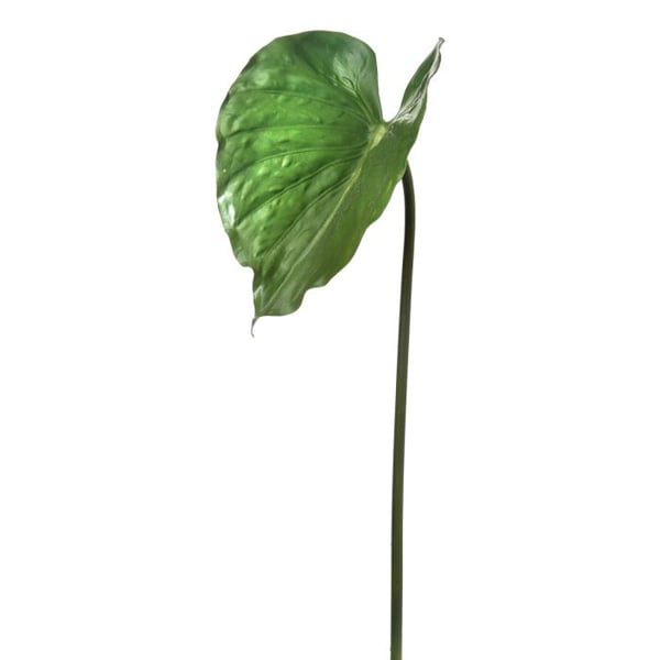 Colocasia Leaf on Stem, 33
