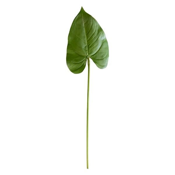 Anthurium Leaf, 17