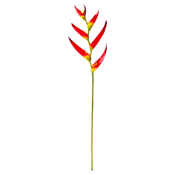 Heliconia Psittacorum Stem, 28