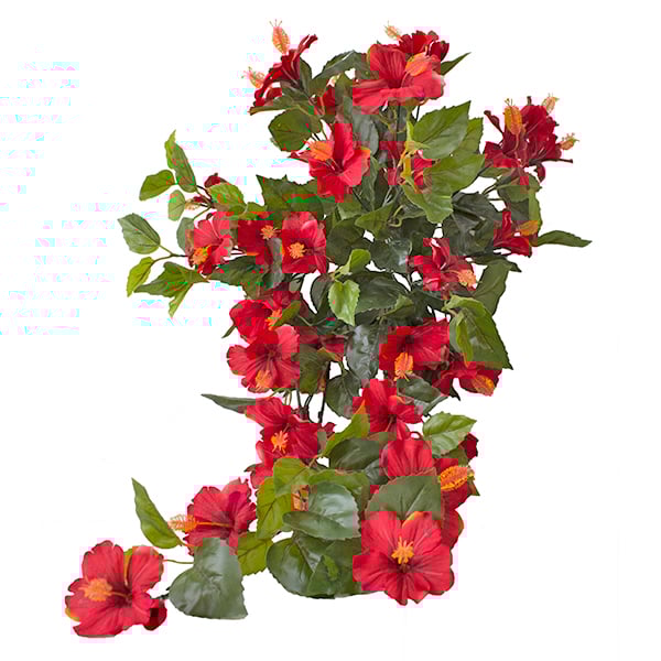 Exterior red hibiscus hanging bush, 35