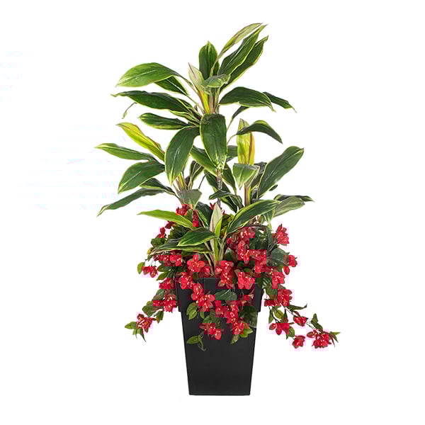 Jardinière extérieure de bougainvillier et cordyline, 52''