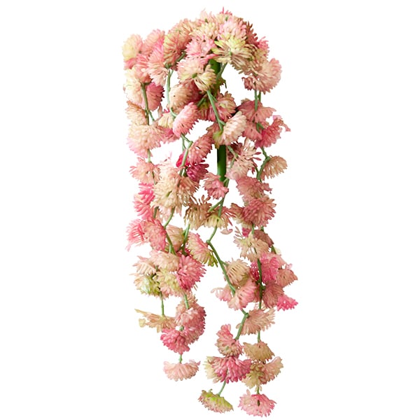 Petites succulentes roses et retombantes 14