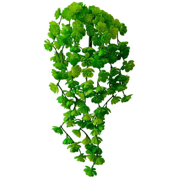 Petites succulentes vertes et  retombantes 12