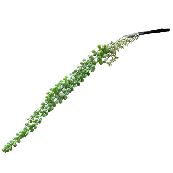 Plante grasse retombante 18