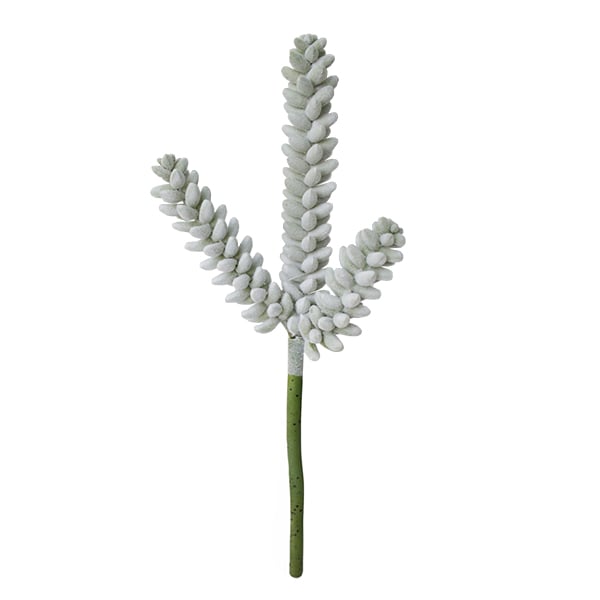 Grey-Green succulent Stem, 11