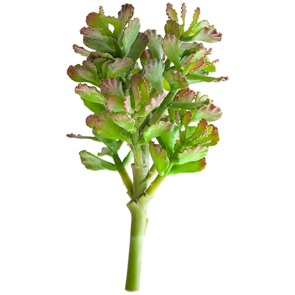 Plante succulente vert lime 12