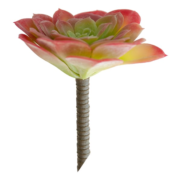 Plante succulente verte et rose 5