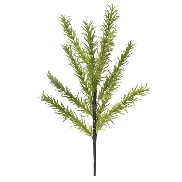 Tige de cyprès lime 15