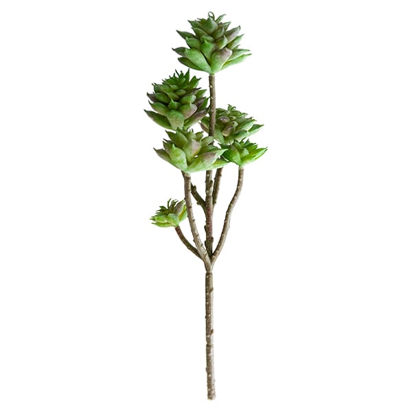 Tige de petites plantes succulentes vertes 13