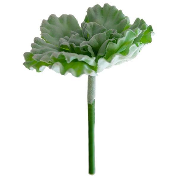 Laitue succulente 9
