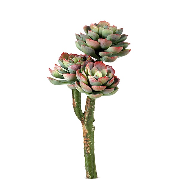 Succulente joubarbe verte et rouge artificielle, 8''
