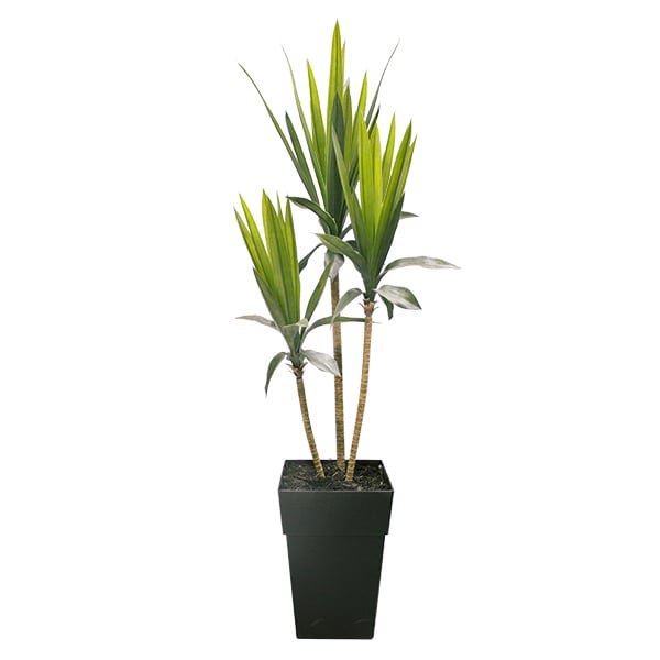 Yucca à trois troncs artificiel extérieur en pot, 68 x 27
