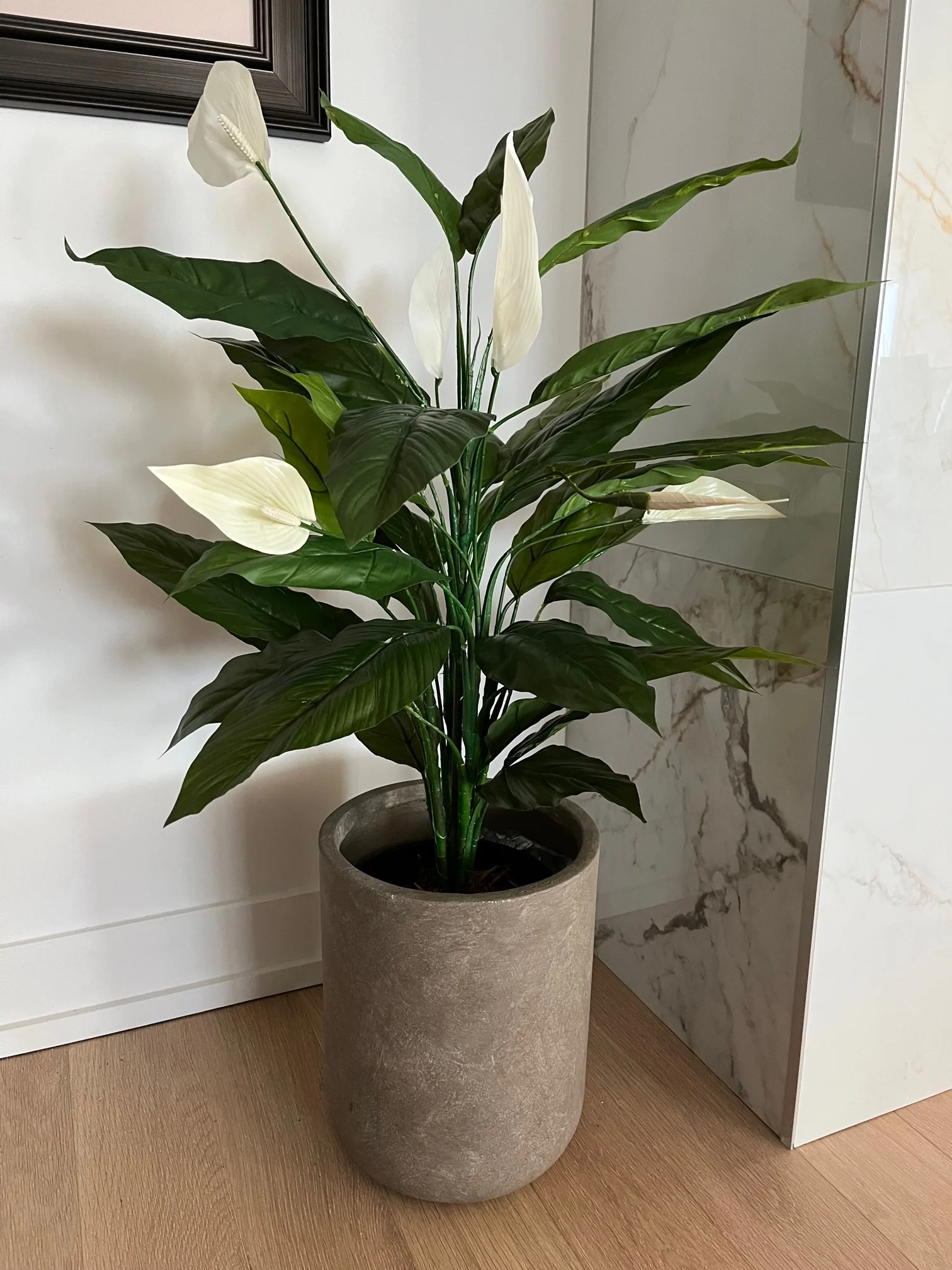 sansevieria coral black Sansevieria Black Coral (10 Inch) – Westbrae Nursery main image 1